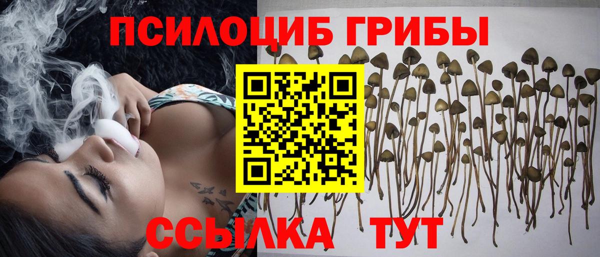 Галлюциногенные грибы Psilocybe Усть-Илимск